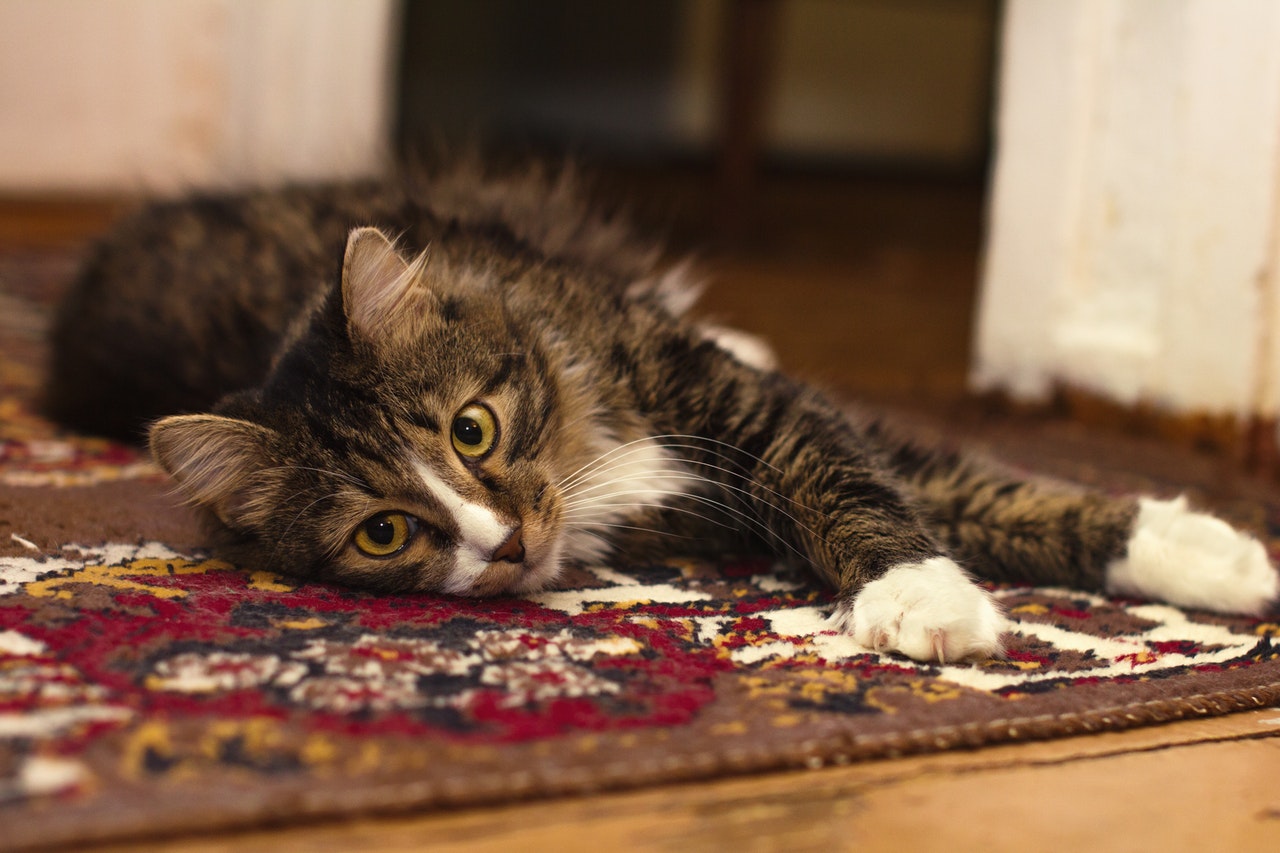 Wyczyść swoje meble z sierści kot na dywanie