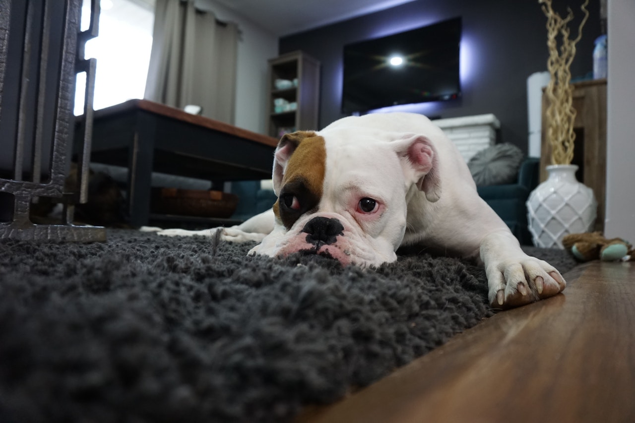 Wyczyść swoje meble z sierści pies na dywanie